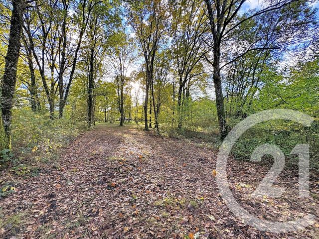 Afficher la photo en grand maison à vendre - 10 pièces - 251.5 m2 - NOUAN LE FUZELIER - 41 - CENTRE - Century 21 Sologne Immobilier